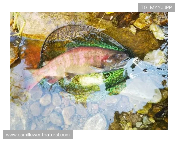 PA捕鱼乐园尽情体验丰富多彩的海底捕鱼乐趣尽享极致娱乐盛宴